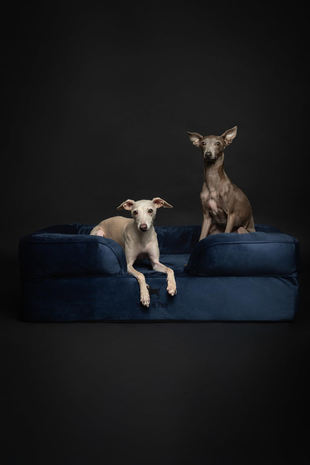 NOAH & PAW Velvet Sofa Collection close-up reveals soft premium upholstery.