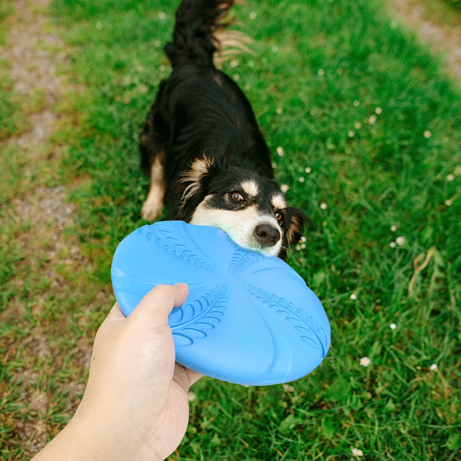 Nobleza dog fetch training image conveys exercise and bonding moments with pets