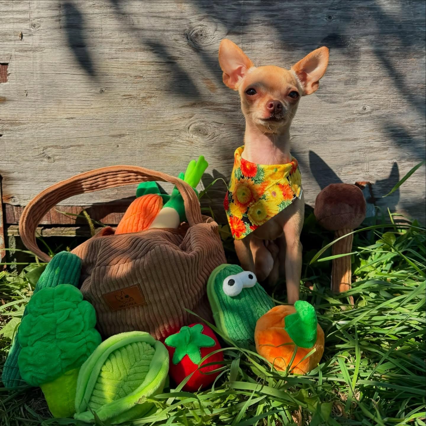 Nocciola Christmas stocking-ready dog toys set for gifting.