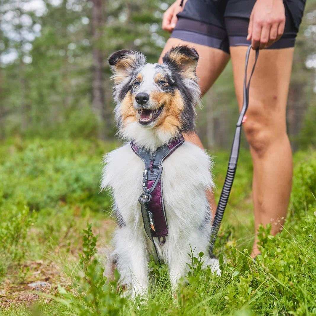 Non-stop dogwear Line Harness 5.0 back-attachment shows versatile leash options