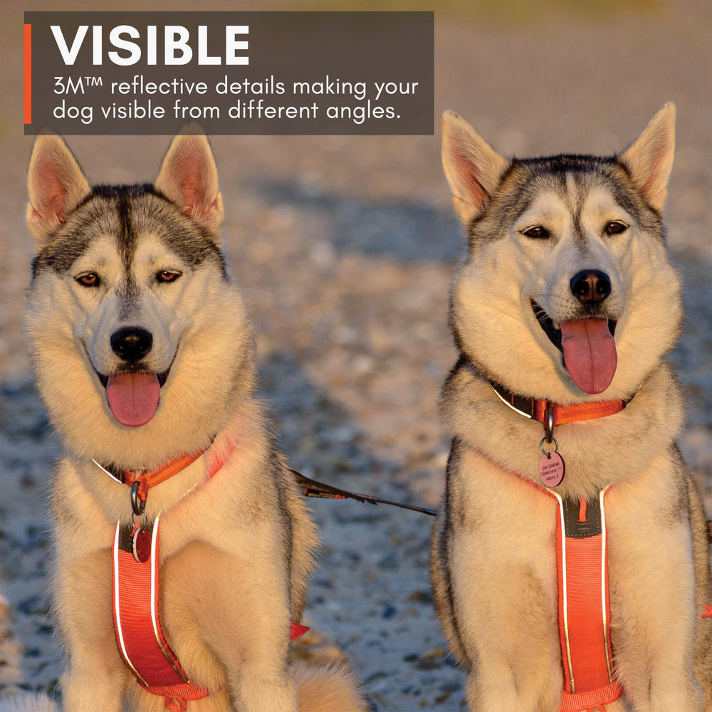 Non-stop dogwear Line Harness 5.0 three-clip setup ready for varied activities