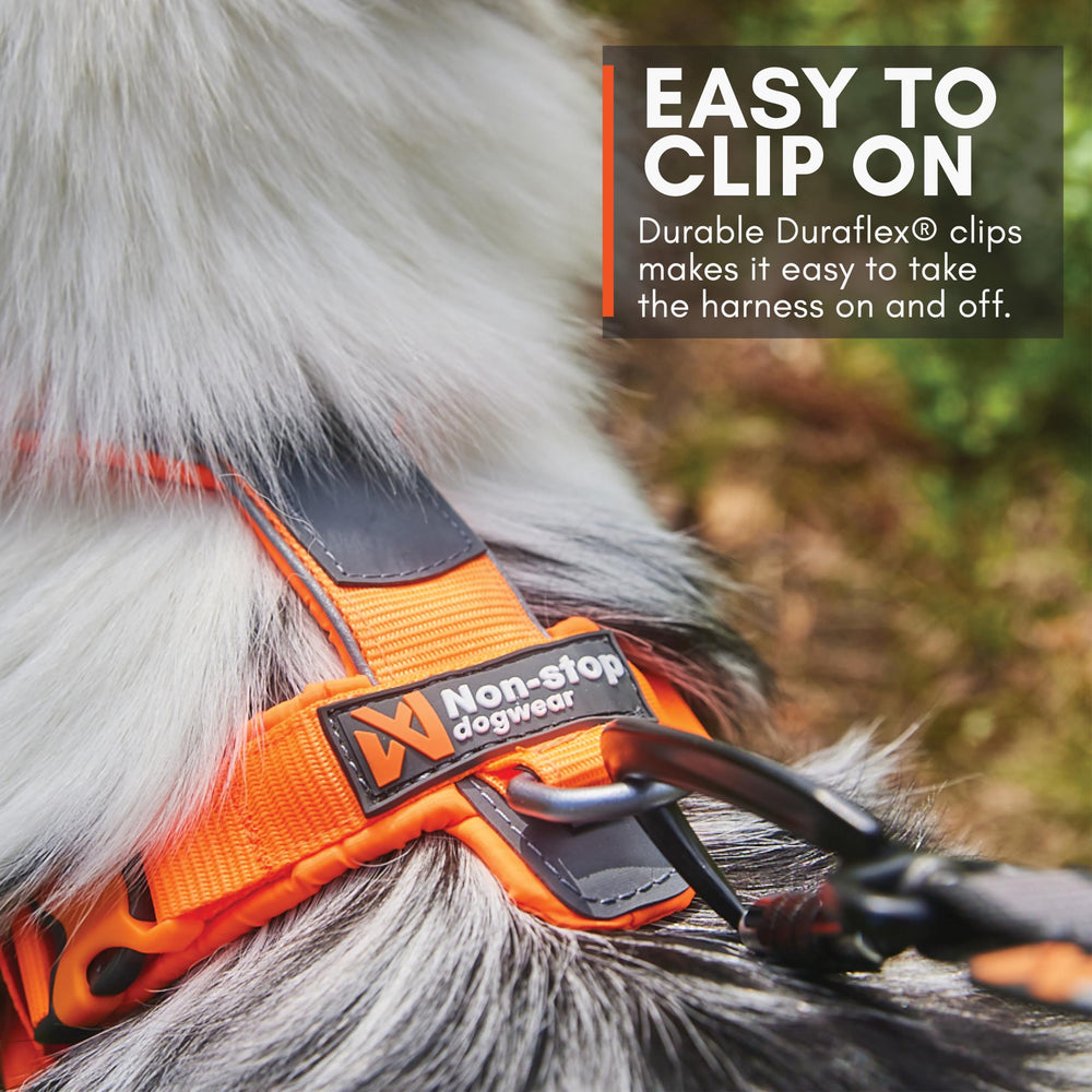 Non-stop dogwear Line Harness 5.0 size-1 on a small dog for proper fit