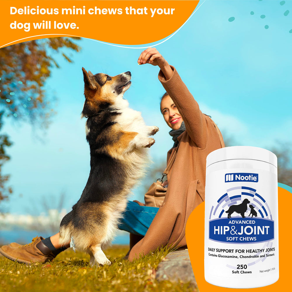 Nootie all-breeds joint care chews fit any size dog for daily routine