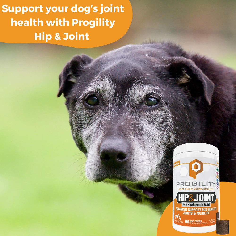 Nootie Progility dog eating chews demonstrating flavor and easy dosing.