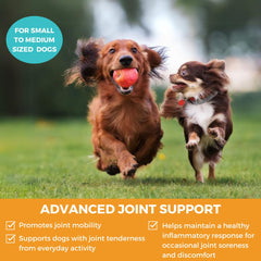 Nootie Progility Mini hip-joint chew dog walk action highlighting daily joint comfort.