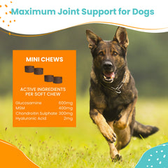 Nootie turmeric dog joint supplement provides antioxidant-friendly support for active pups