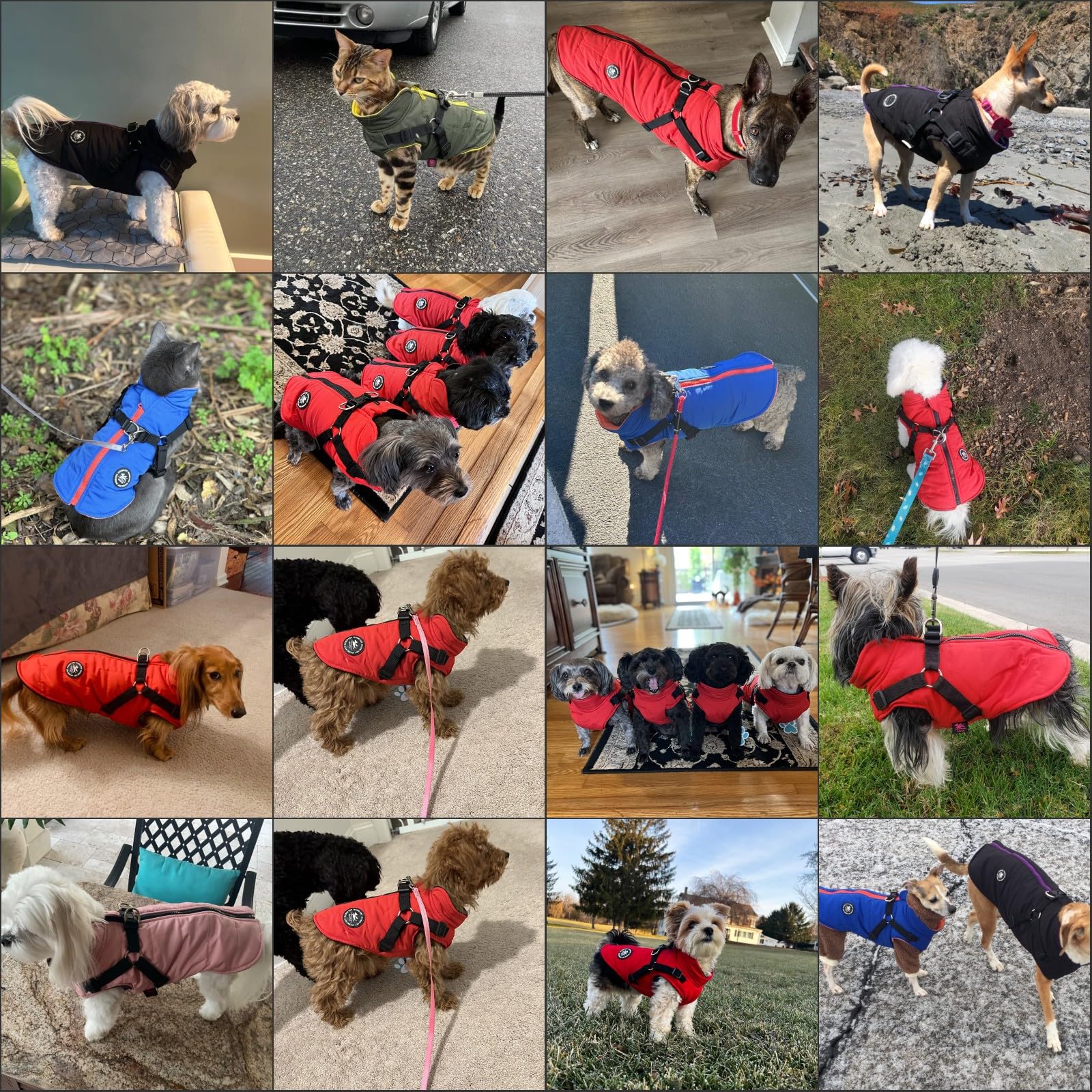 Norbi built-in harness close-up shows secure leash attachment