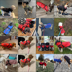 Norbi built-in harness close-up shows secure leash attachment