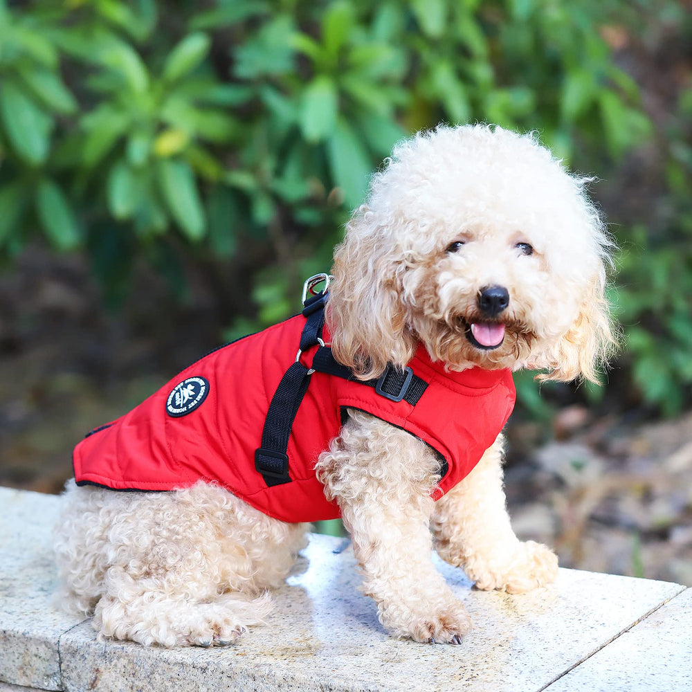 Norbi dog winter jacket with harness worn on dog enables quick, all-in-one outdoor outings.