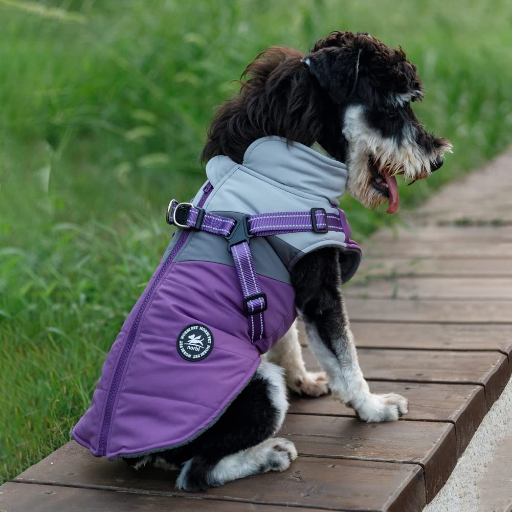 Norbi small dog winter jacket back view highlighting weather protection for chilly city strolls