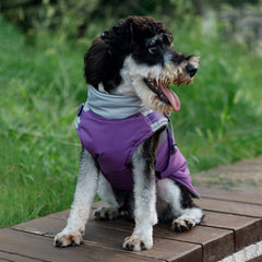 Norbi small dog winter jacket harness-attachment closeup shows quick secure-fit for fast, confident outings