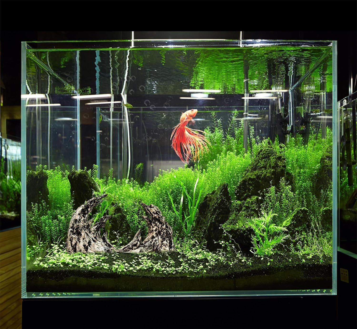 Novelsite Jagged Canyon Rock Formation moss-ready spot invites DIY planting for lush greens