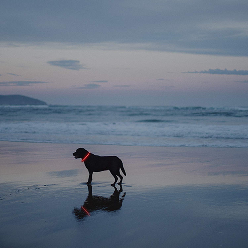 Novkin LED collar offers three modes for customizable brightness and safety