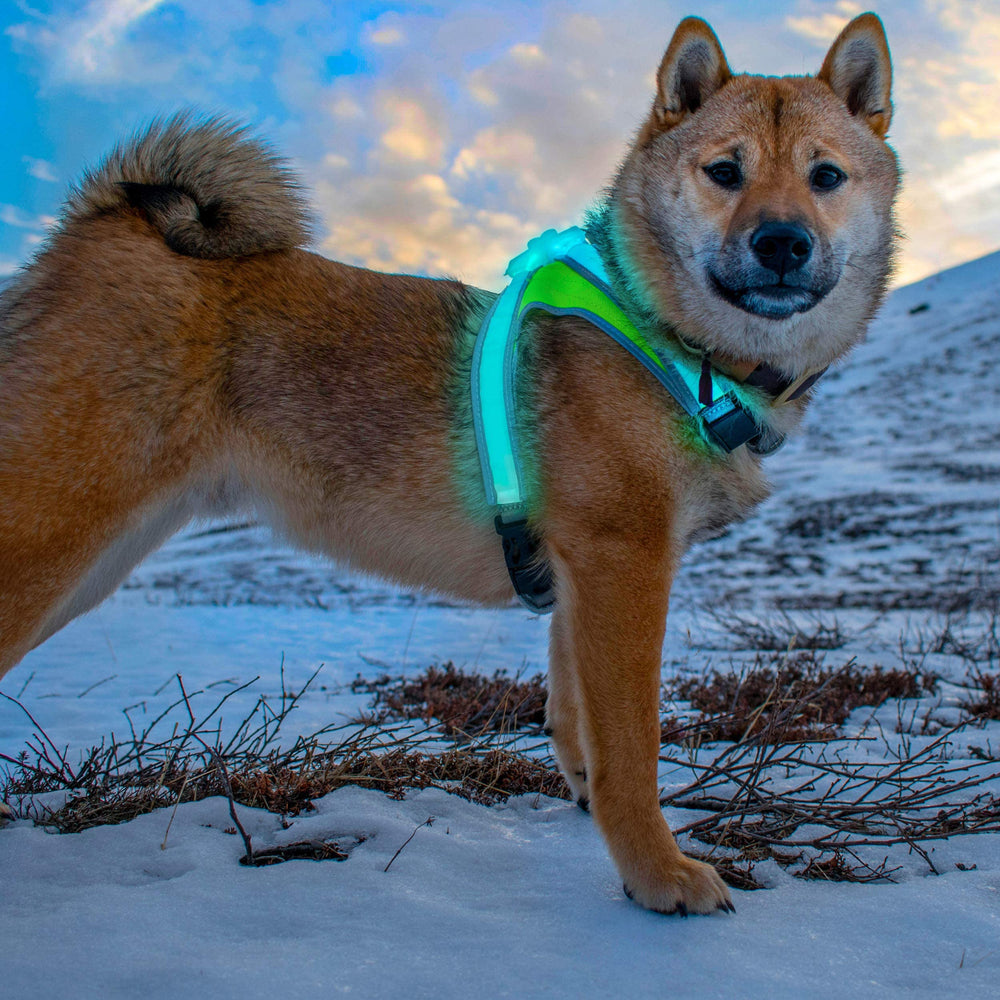 Noxgear LightHound adjustable-fit ensures comfortable wear for medium dogs