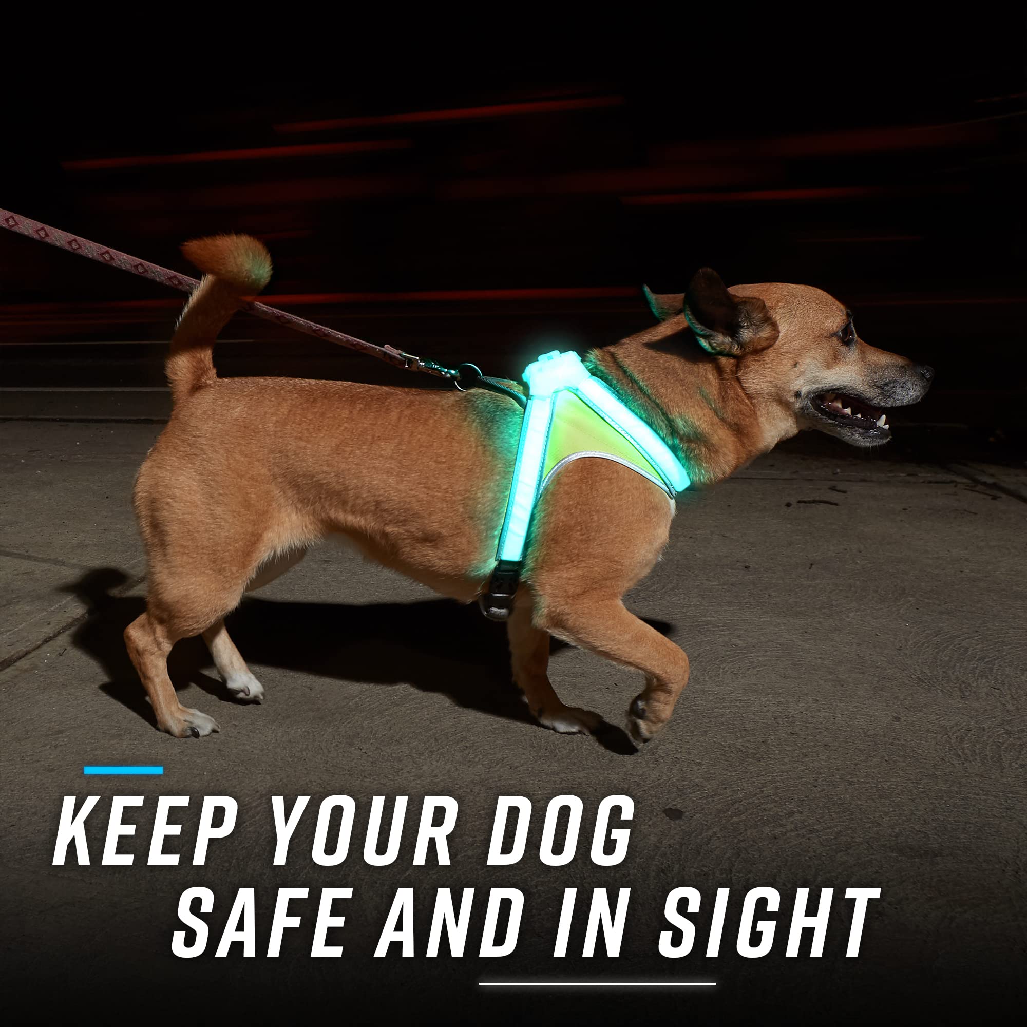 Noxgear LightHound shows 360-degree visibility to help you spot your dog from all angles.