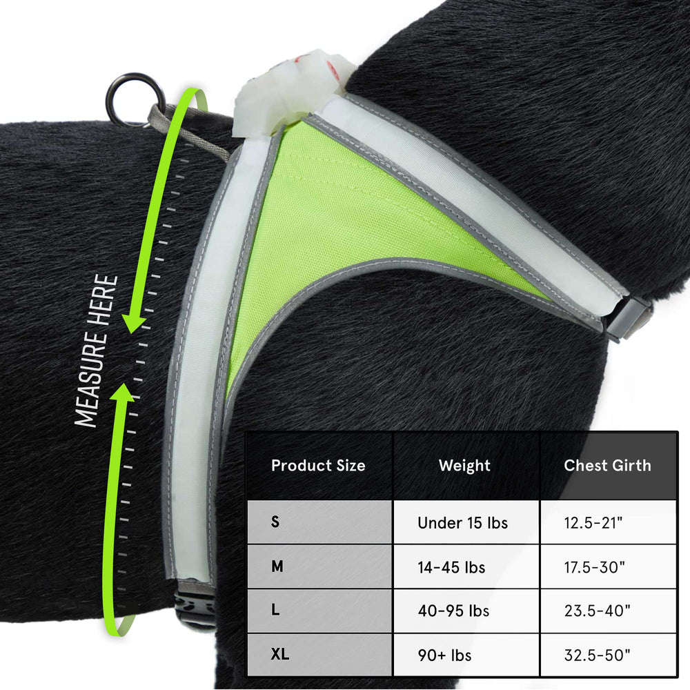 Noxgear LightHound displaying multicolor LED modes ideal for safe evening walks.
