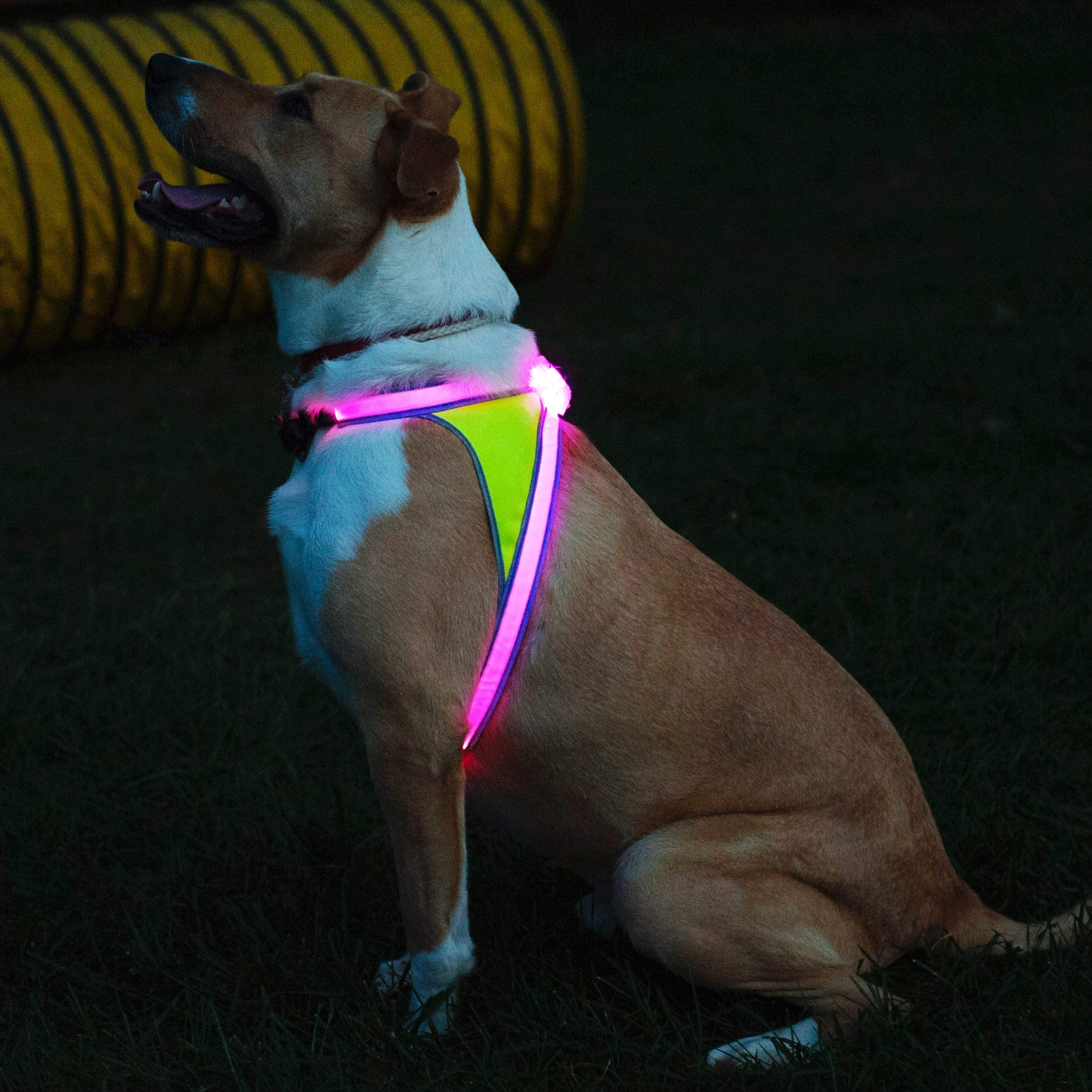 Noxgear LightHound USB-rechargeable design for long outings.