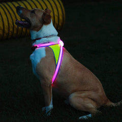 Noxgear LightHound USB-rechargeable design for long outings.
