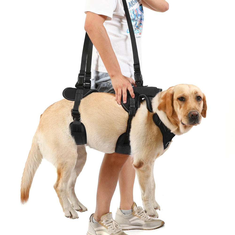 NOYAL size chart helps choose correct fit for small to medium breeds.