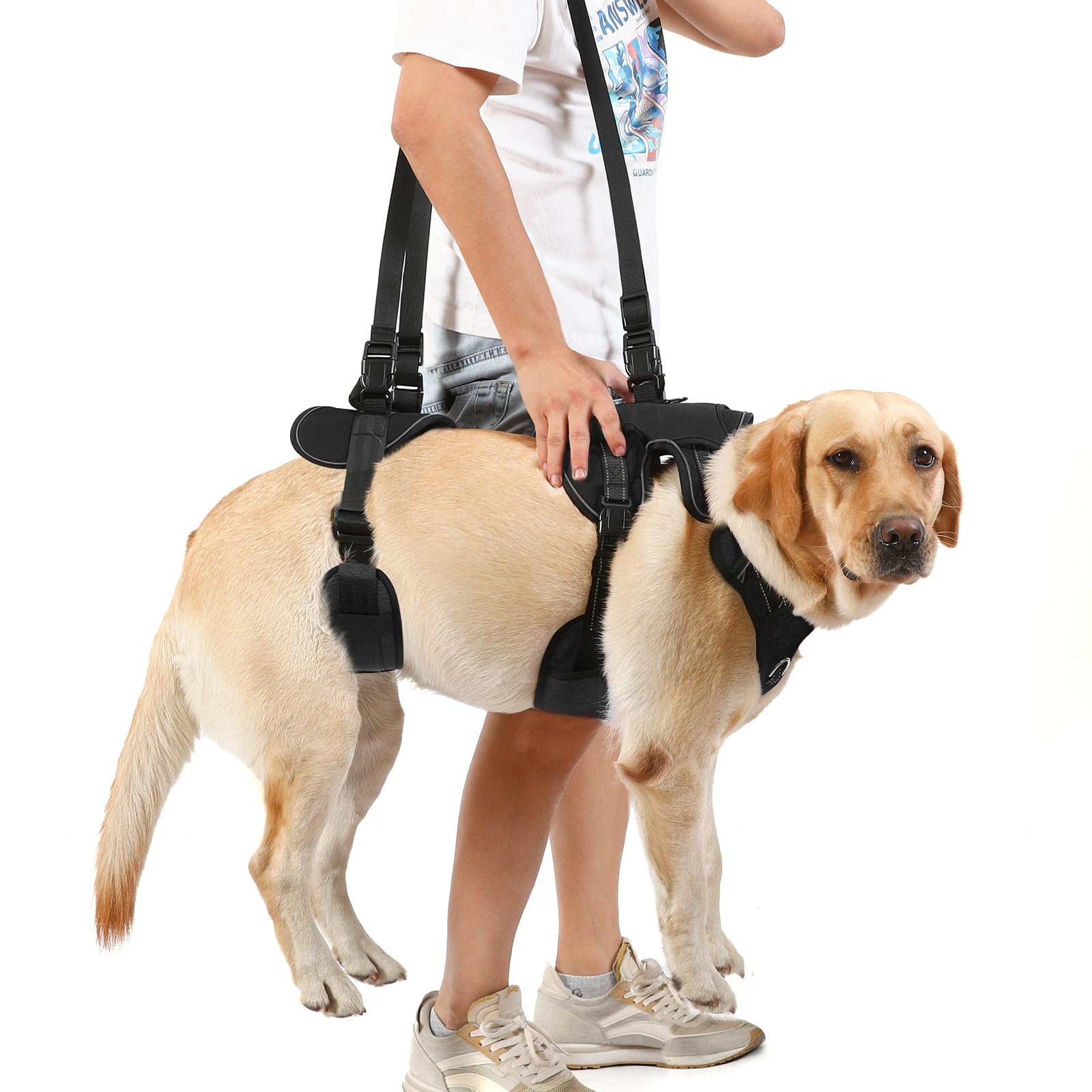 NOYAL dog lift harness size chart helps you pick the right fit