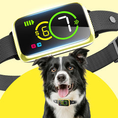NQQHNN 1S collar closeup showing slim design for discreet training.