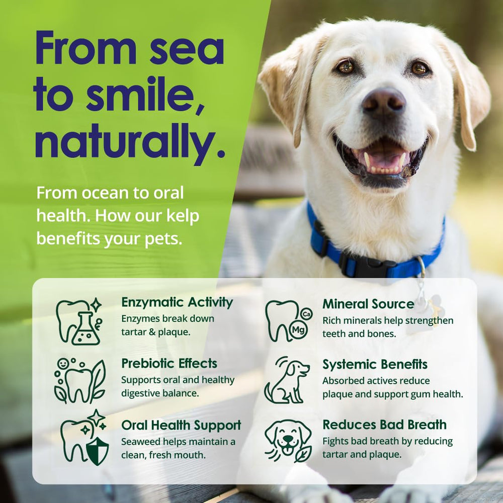 NuLife Dog Teeth Powder closeup of kelp flakes signals nutrient-rich sea kelp for dental support.