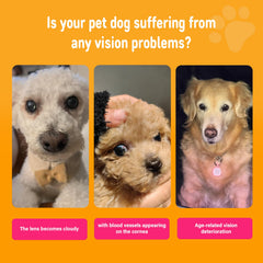 Nutridog algae-based DHA soft chews supporting senior dogs' eye comfort.