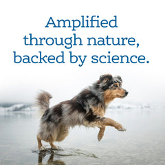NutriSource AmpliFull Turkey Mobility Soft Chews texture close-up showing palatable daily supplement.