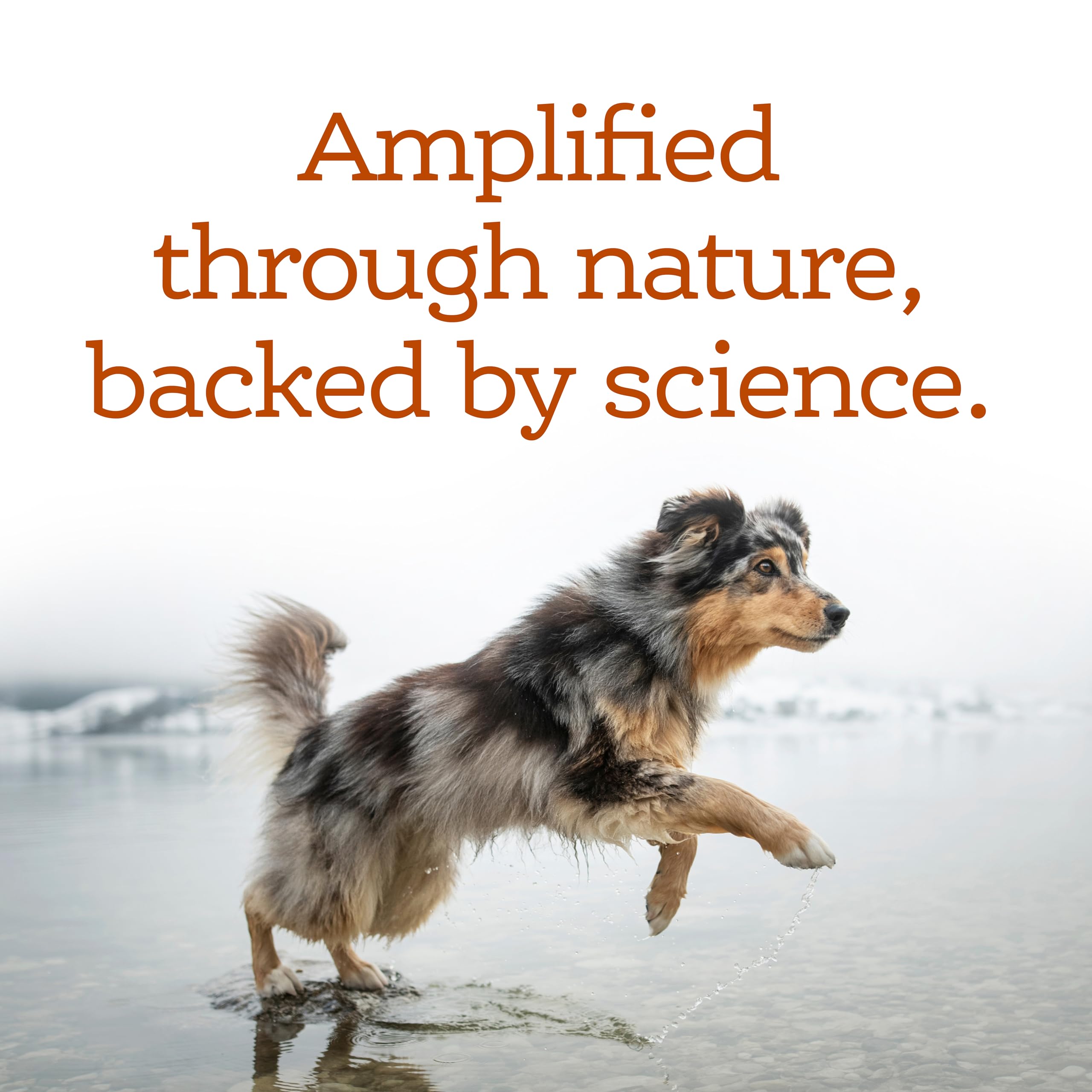 NutriSource AmpliFull close-up texture highlights palatable chew.