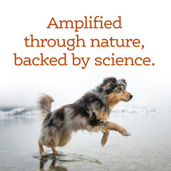 NutriSource AmpliFull close-up texture highlights palatable chew.