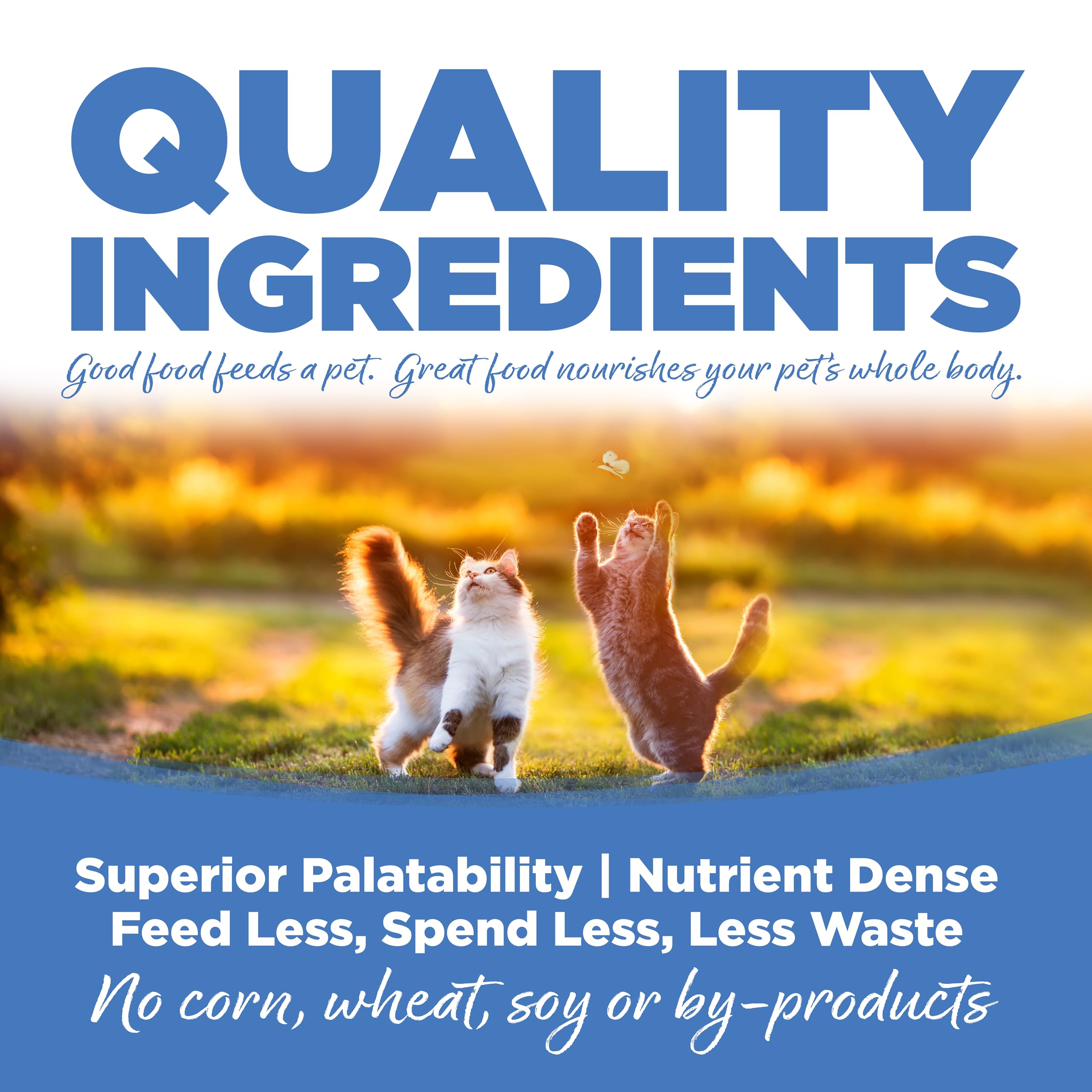 NutriSource cat and kitten mealtime with kittens enjoying tasty kibble aroma.