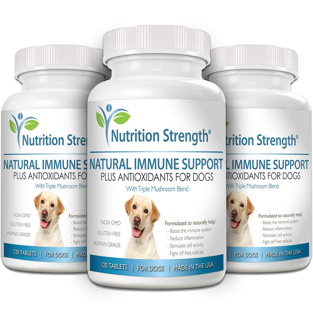 Nutrition Strength dog mealtime with supplement demonstrates easy mixing into food.