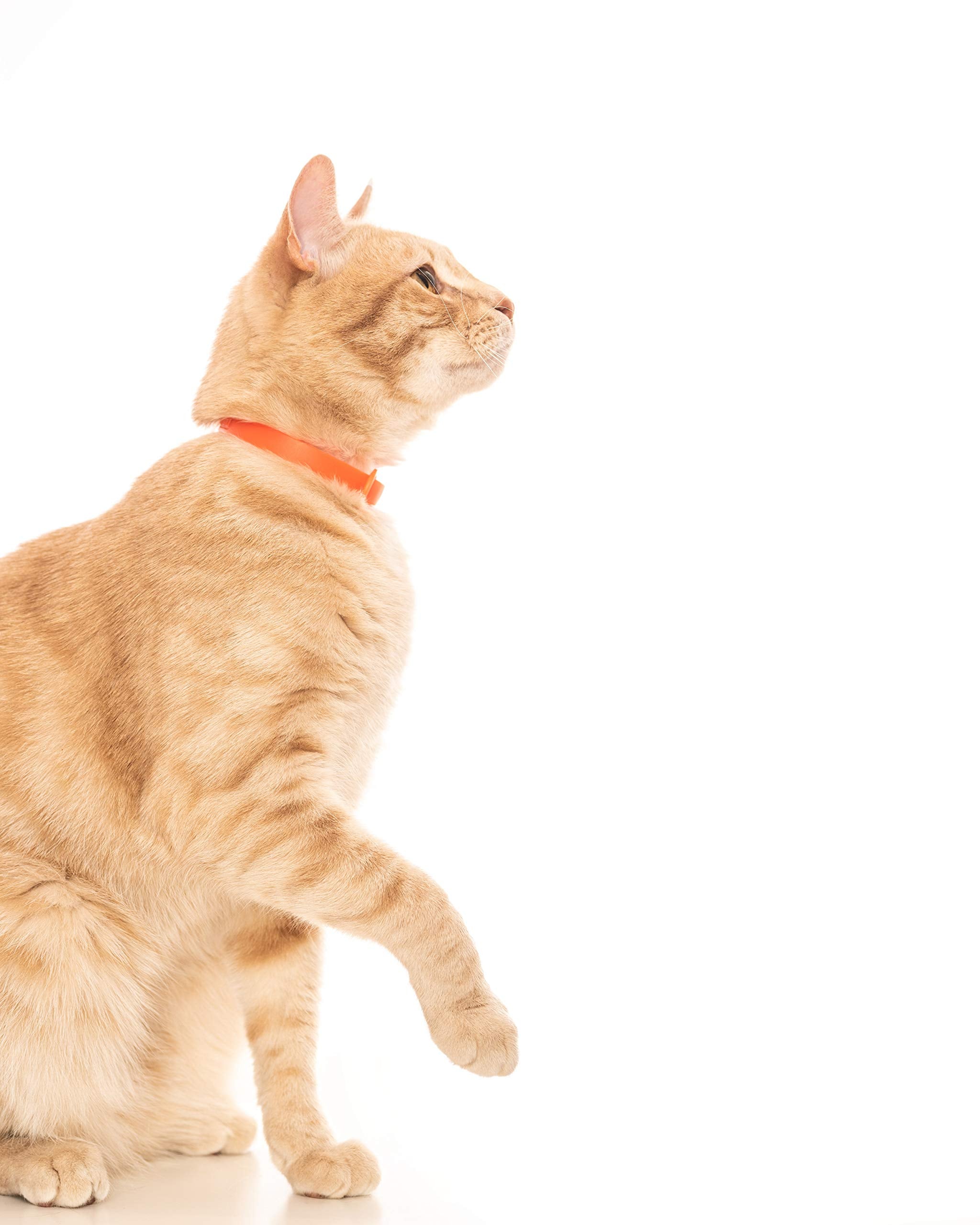Nuvuq rubber cat collar orange outdoors-ready look on an active cat.