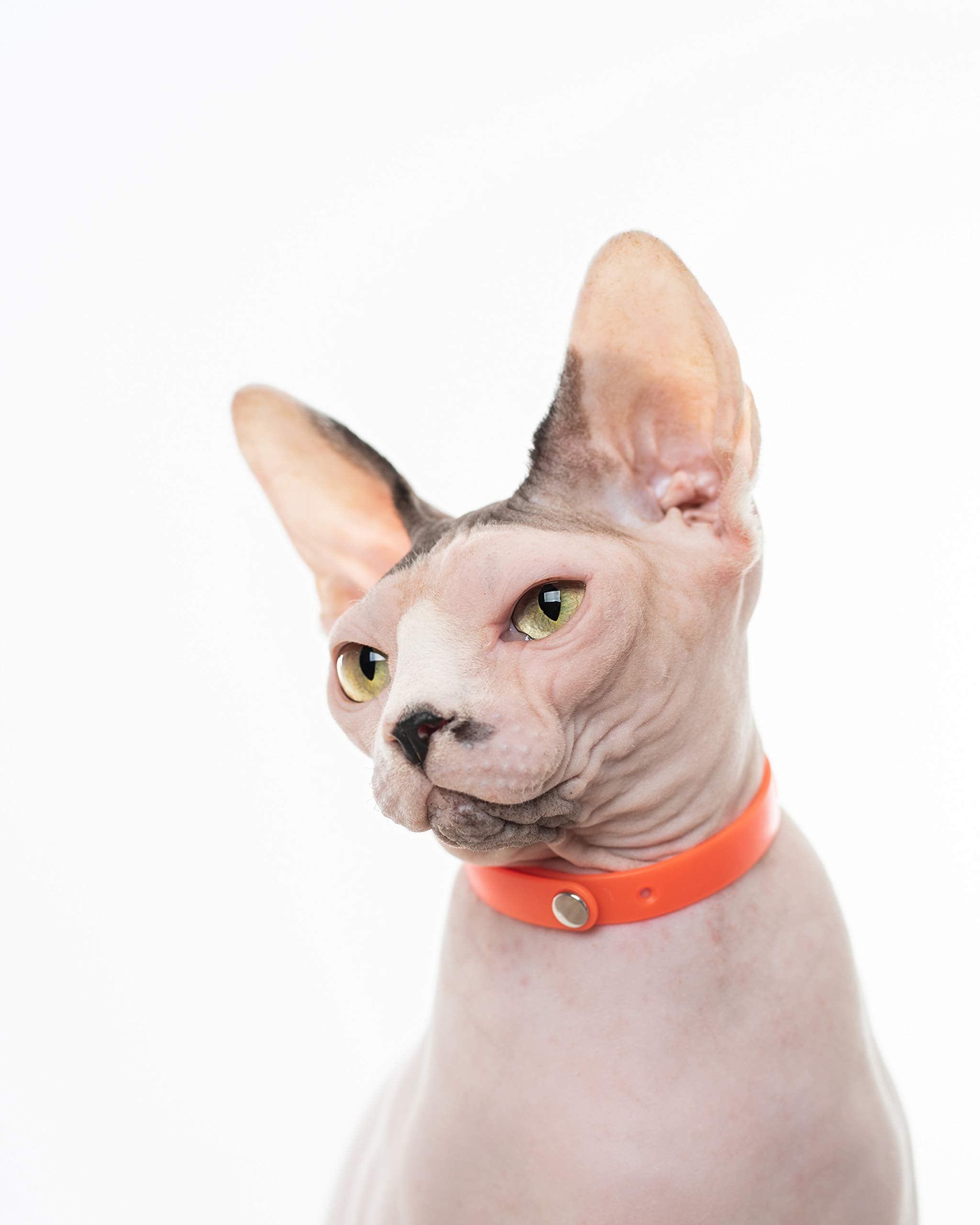 Nuvuq rubber cat collar orange soft material close-up emphasizes gentle wear.