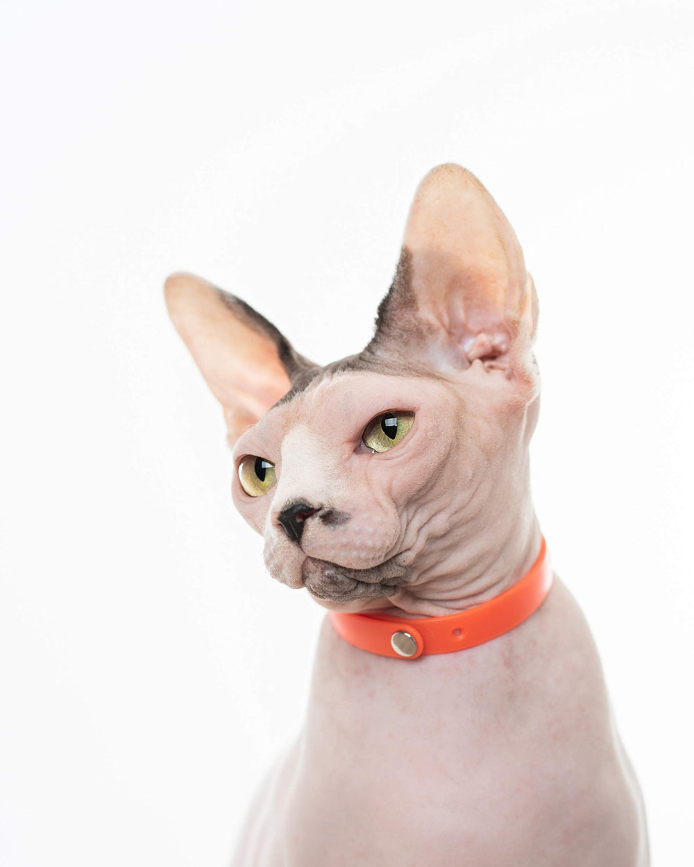 Nuvuq rubber cat collar orange soft material close-up emphasizes gentle wear.