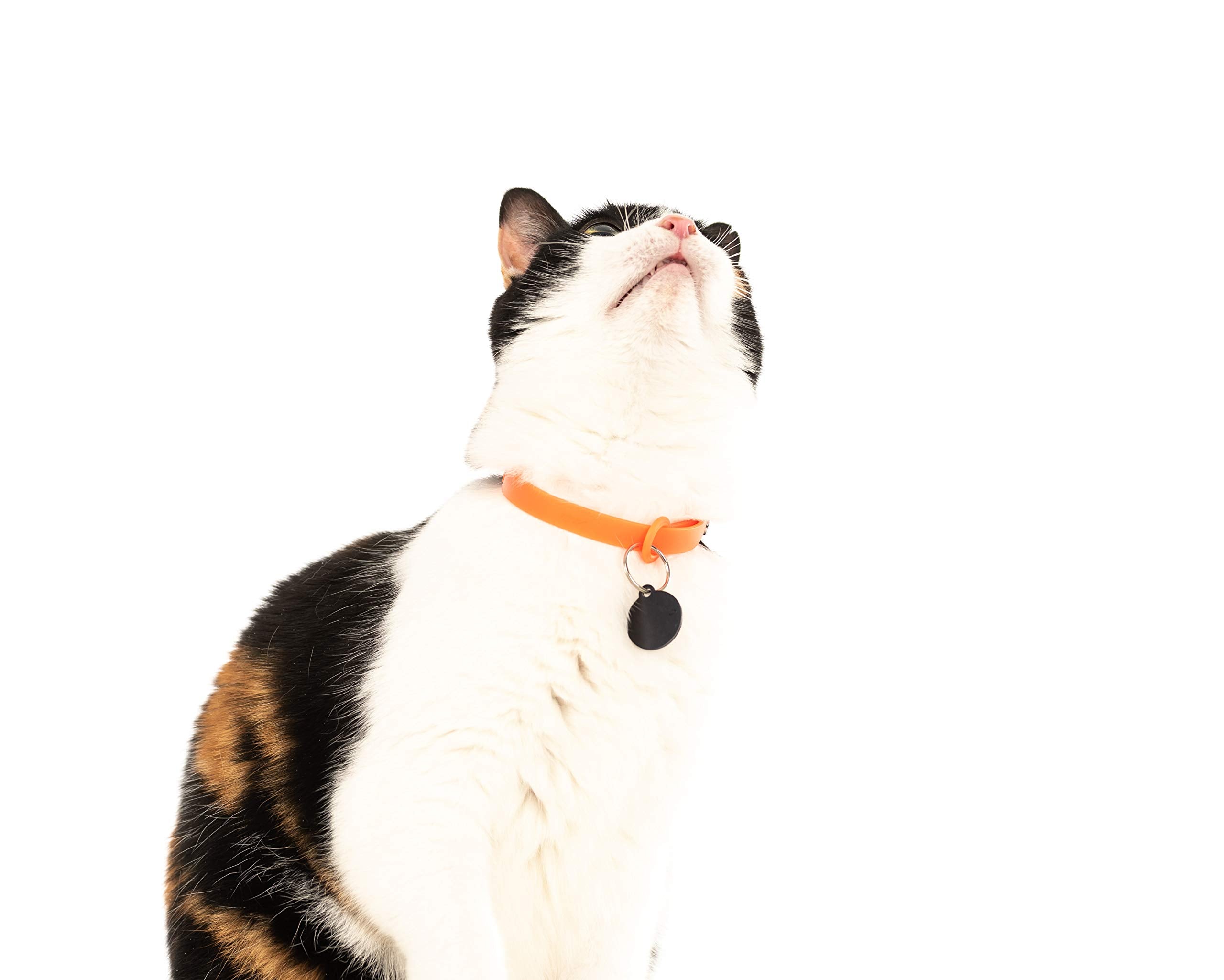 Nuvuq rubber cat collar orange stitching close-up demonstrates durable construction.