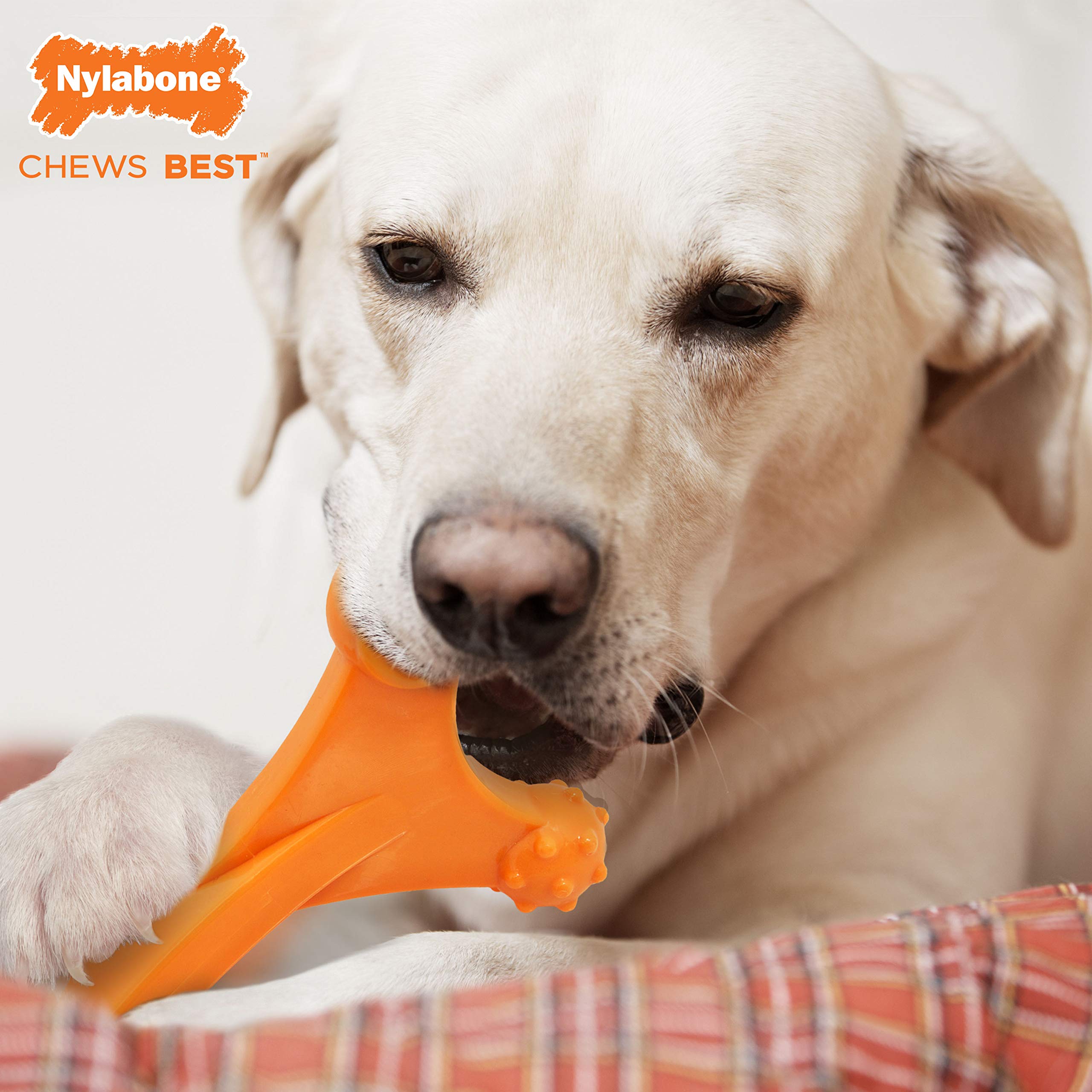 Nylabone Axis Bone chew held at any angle for comfortable chewing