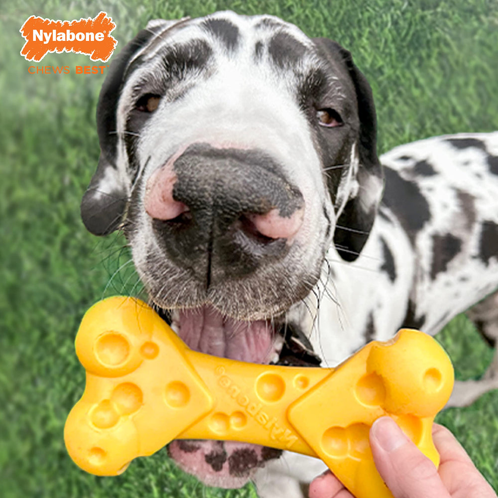 Nylabone Cheese Bone Power Chew Toy dental-texture benefits visible on surface.