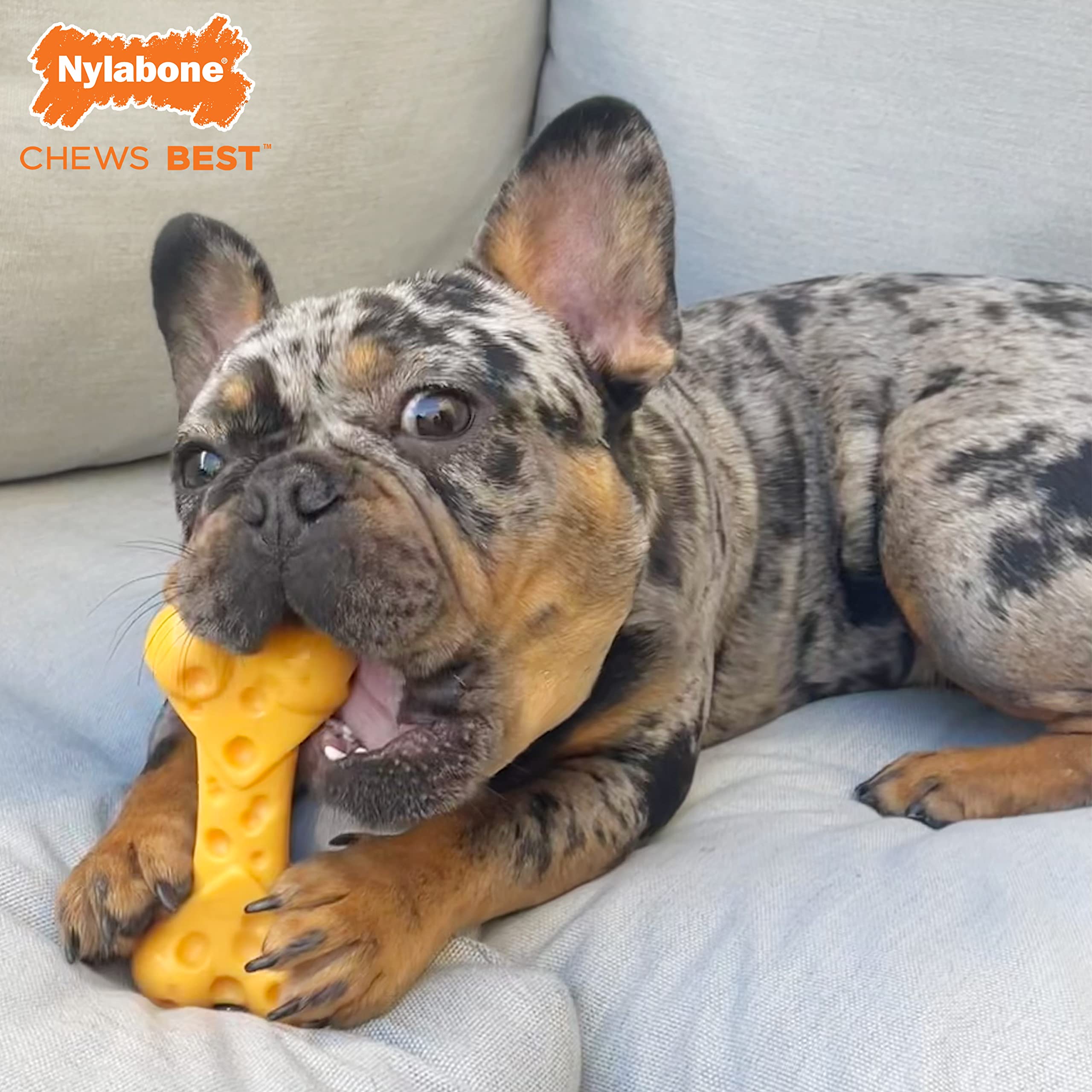 Nylabone Cheese Bone Power Chew Toy flavor pockets in action provide extended chew time.