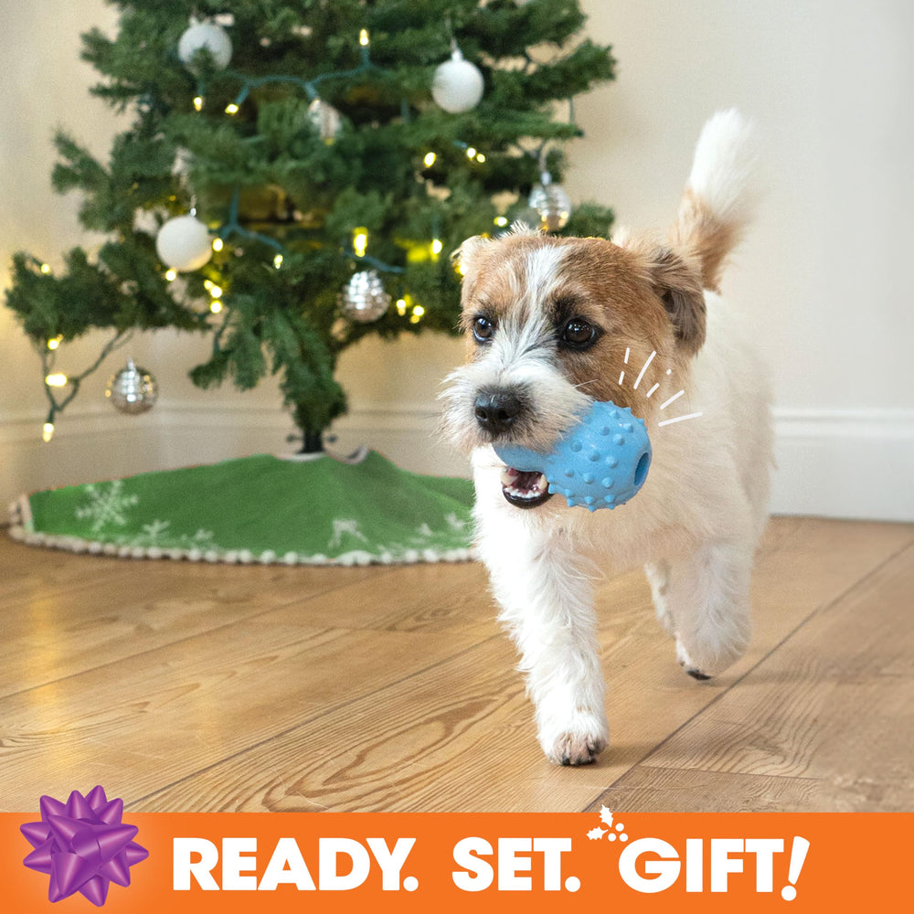 Nylabone dog gifts highlight dental-friendly play while chewing