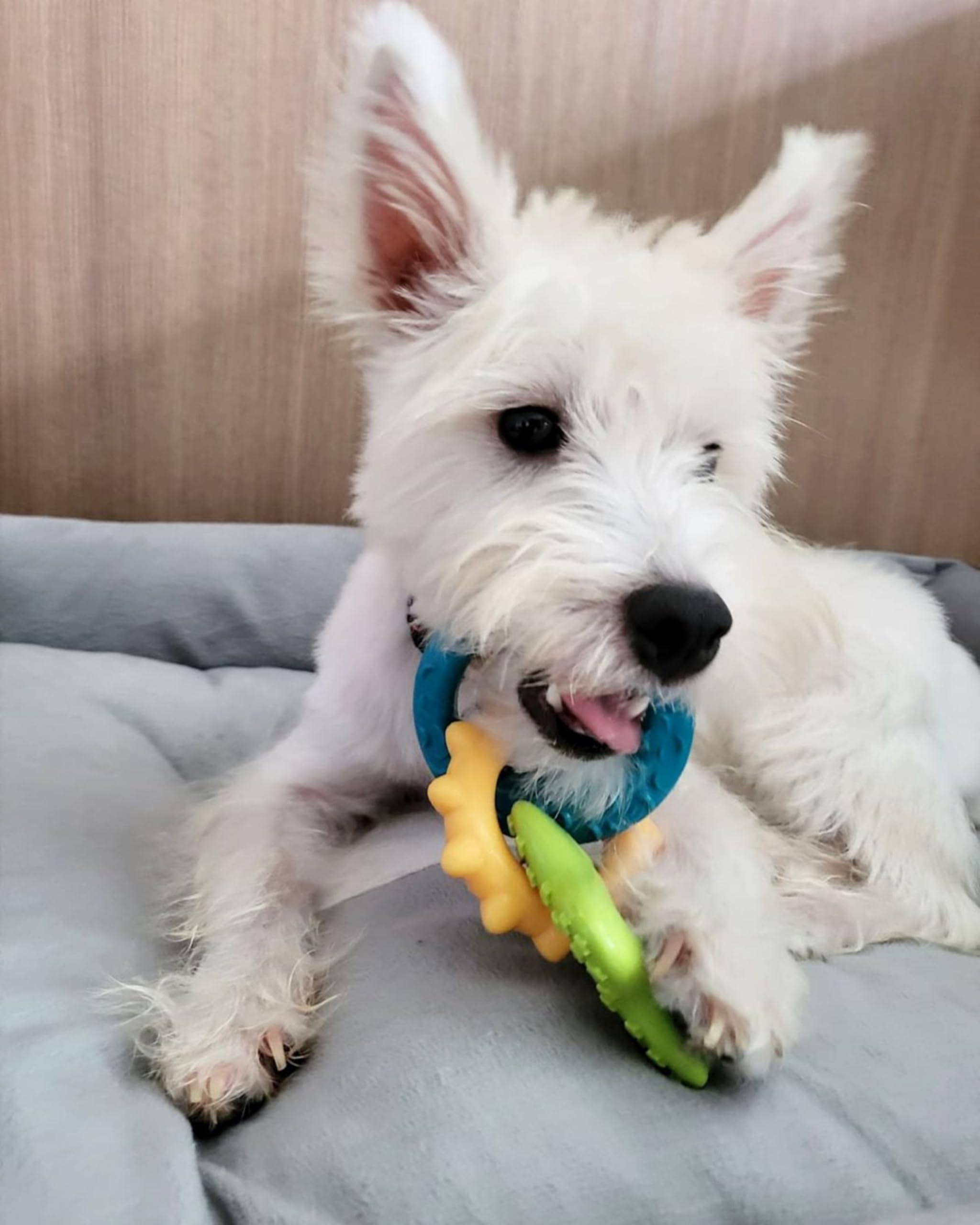 Nylabone puppy-power-chew-rings long-lasting chews for tougher teething phases.