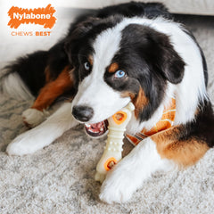 Nylabone dog chewing on a treat toy showing engaging play and dental-friendly chewing.