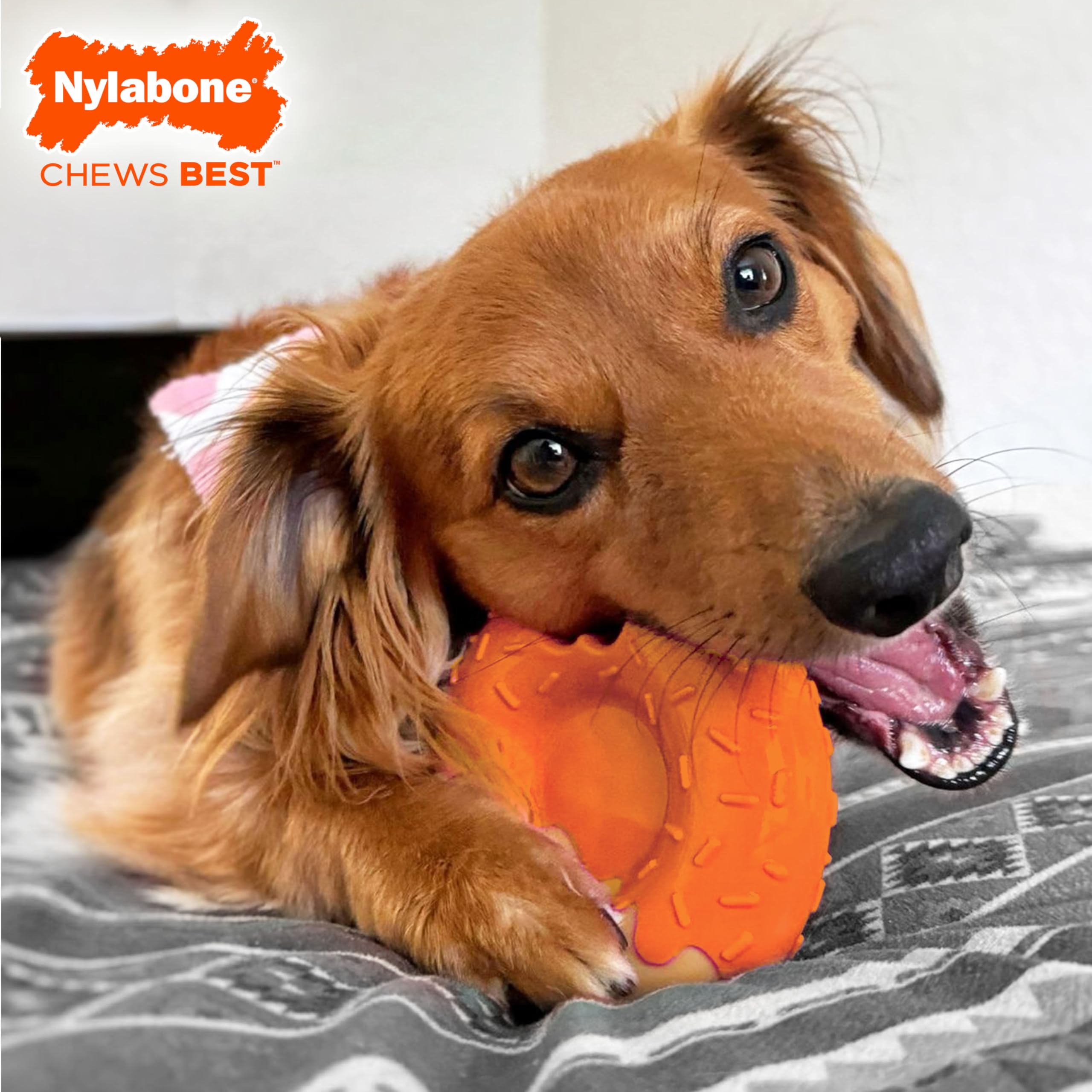 Nylabone dona sabor calabaza y mantequilla de maní, ideal para masticación prolongada.