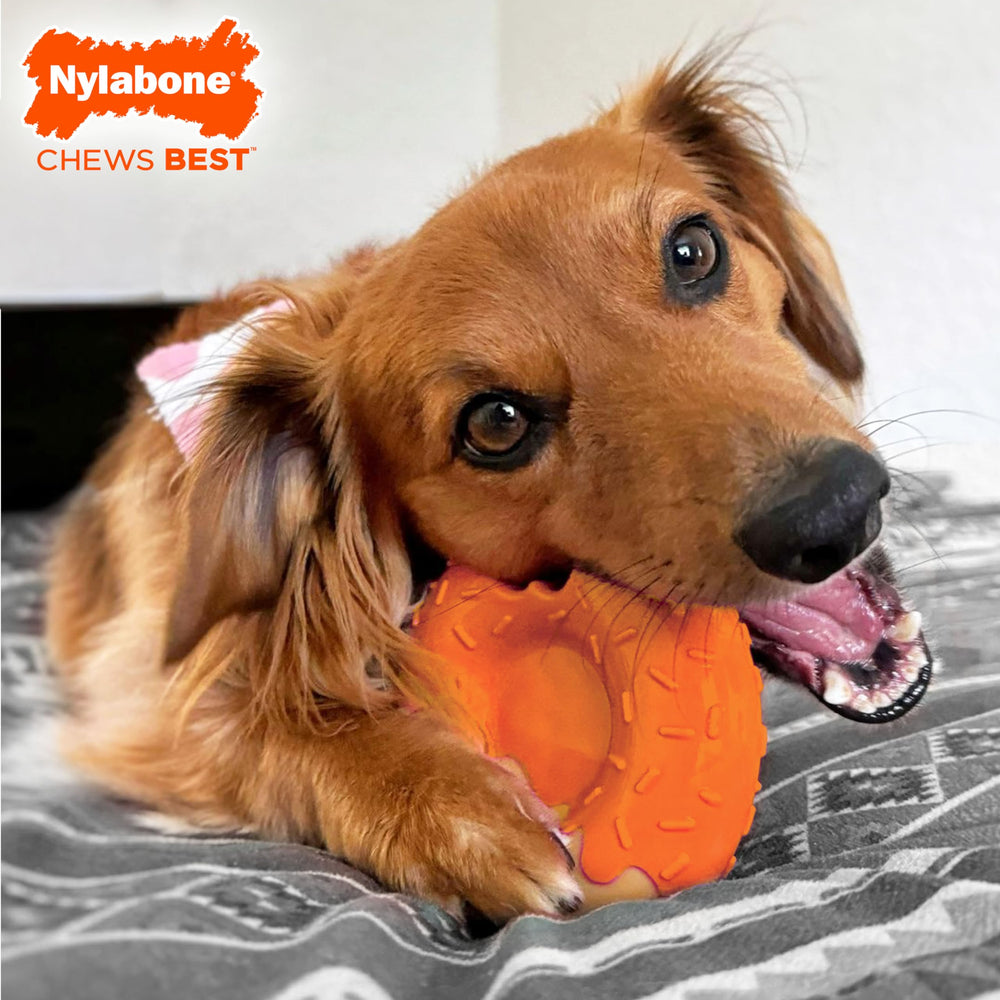 Nylabone dona sabor calabaza y mantequilla de maní, ideal para masticación prolongada.