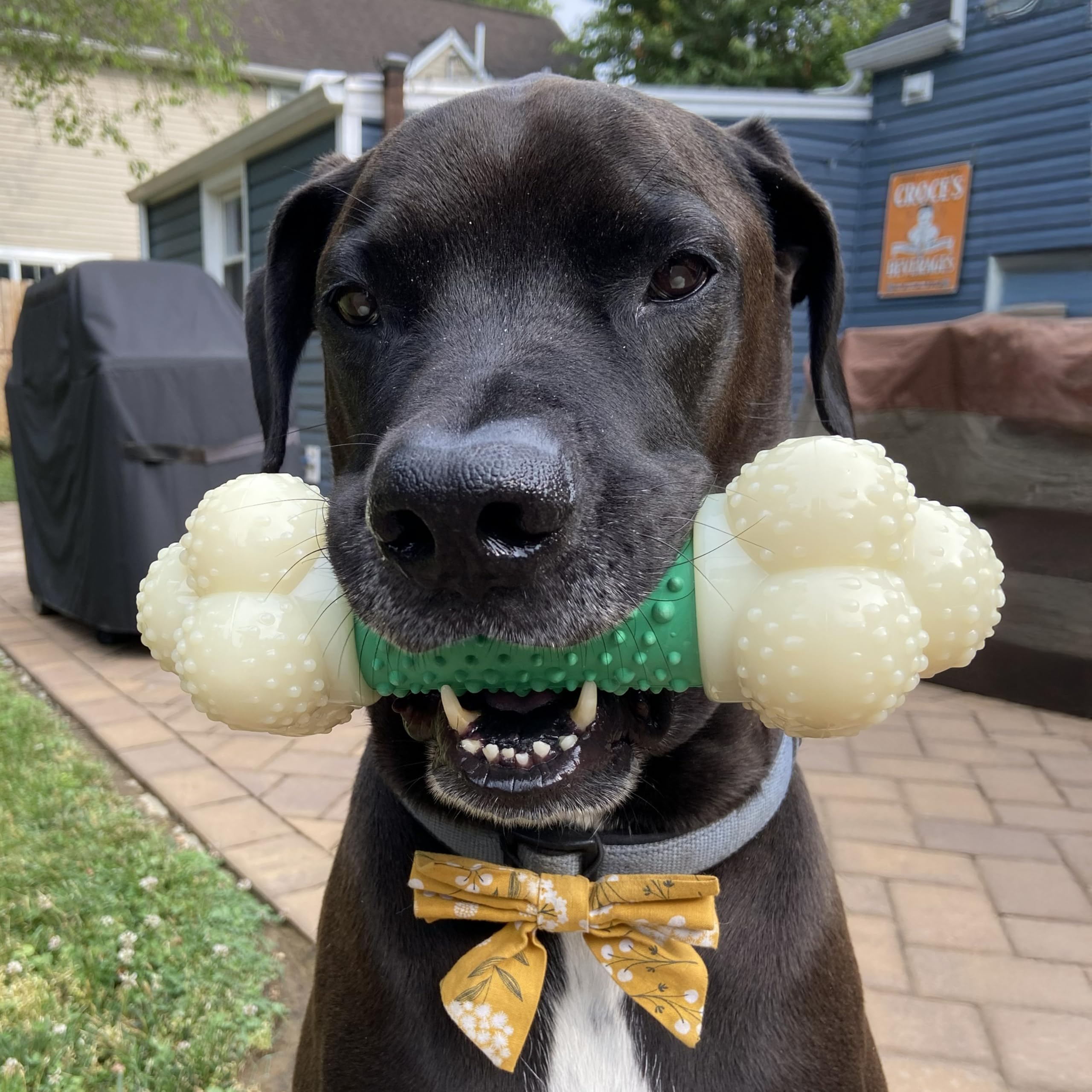 Nylabone Double Action Bone Power Chew Toy ten-inch-dimensions for engaging play