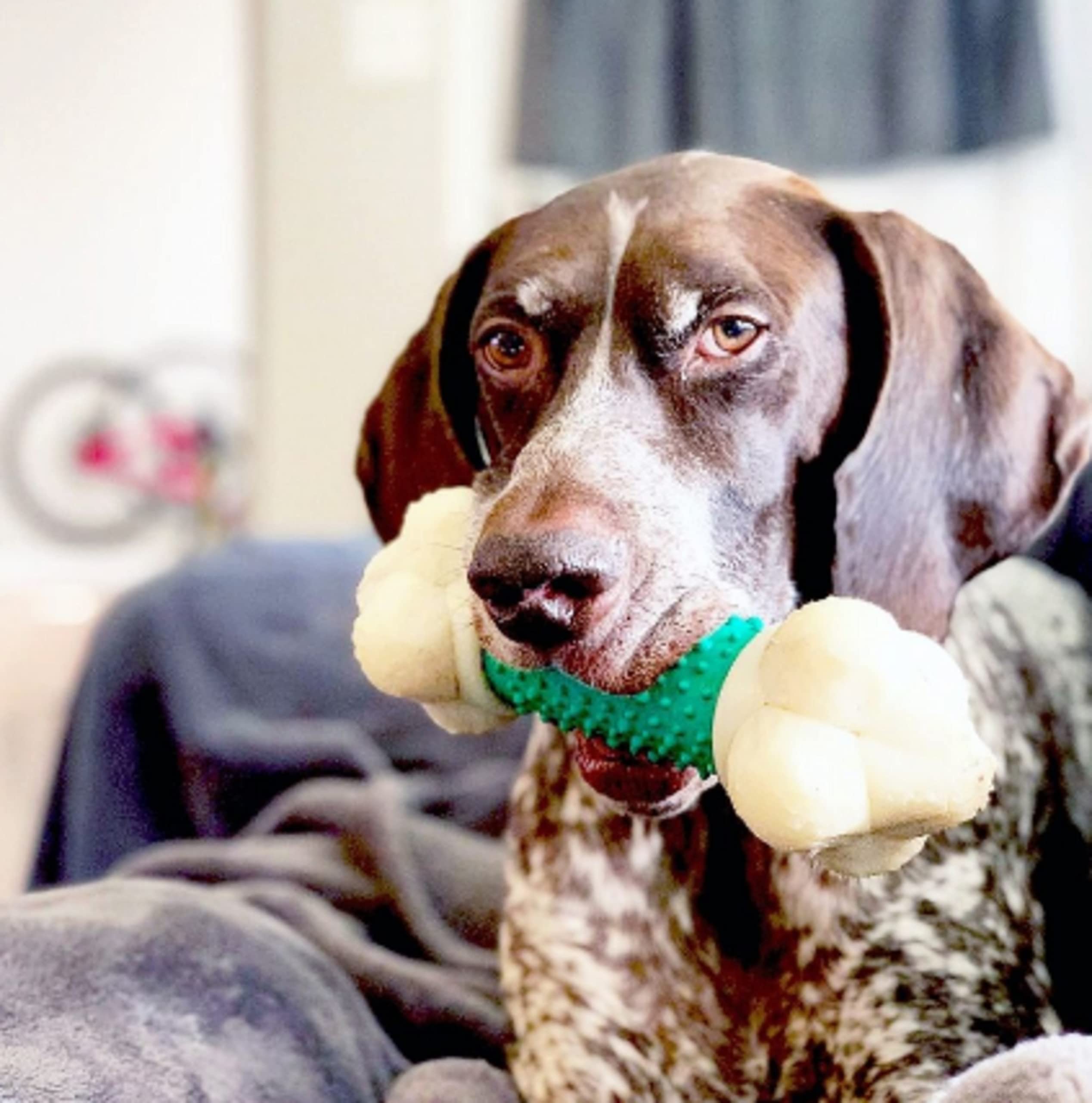 Nylabone Double Action Bone Power Chew Toy soft-rubber-center for comfortable chewing
