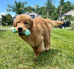 Nylabone Flavor Frenzy Barbell dual-ends design shown for engaging chewing