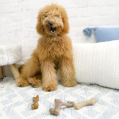 Nylabone Gourmet Style twin-pack chicken-flavor chews for small dogs promote long-lasting chewing.