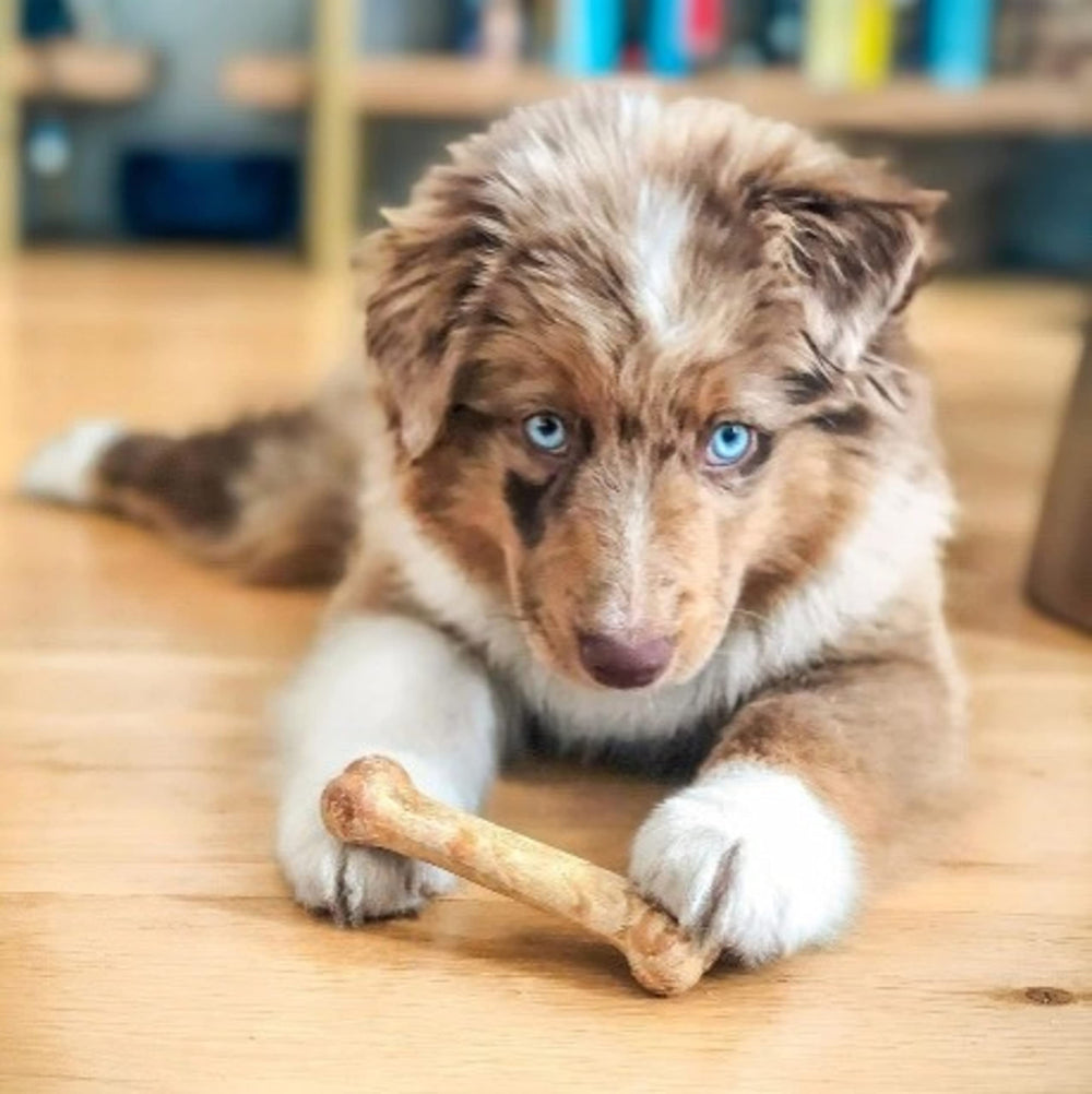 Nylabone Healthy Edibles long-lasting chews closeup, natural digestible treats.