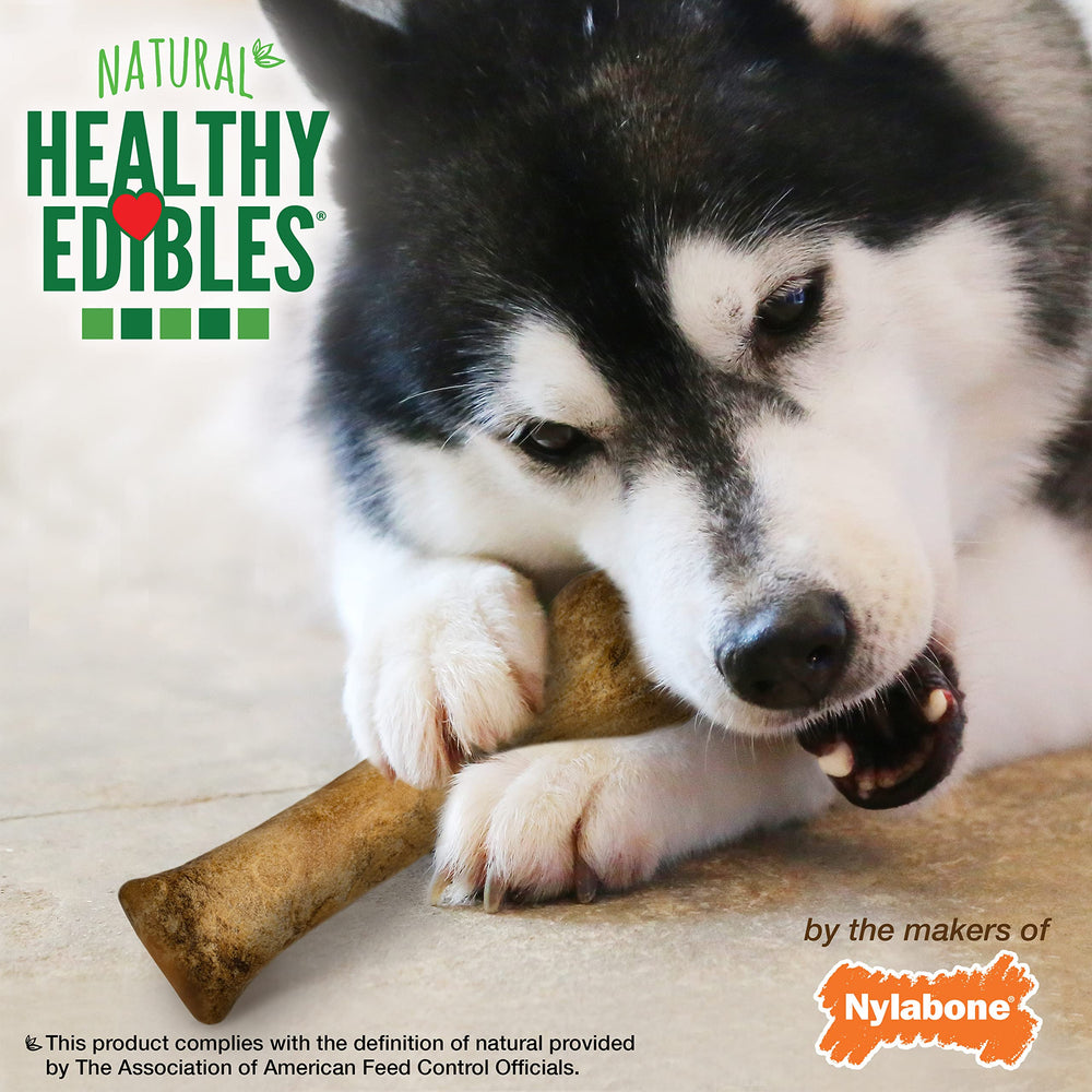 Nylabone Healthy Edibles training-treat demonstrates ideal aid for positive-chewing habits.